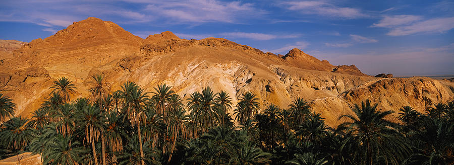 Nature Photograph - Palm Trees In Front Of Mountains by Panoramic Images