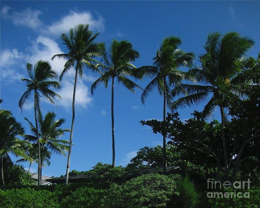 Palm Trees in Hawaii Photograph by Marsha Heiken