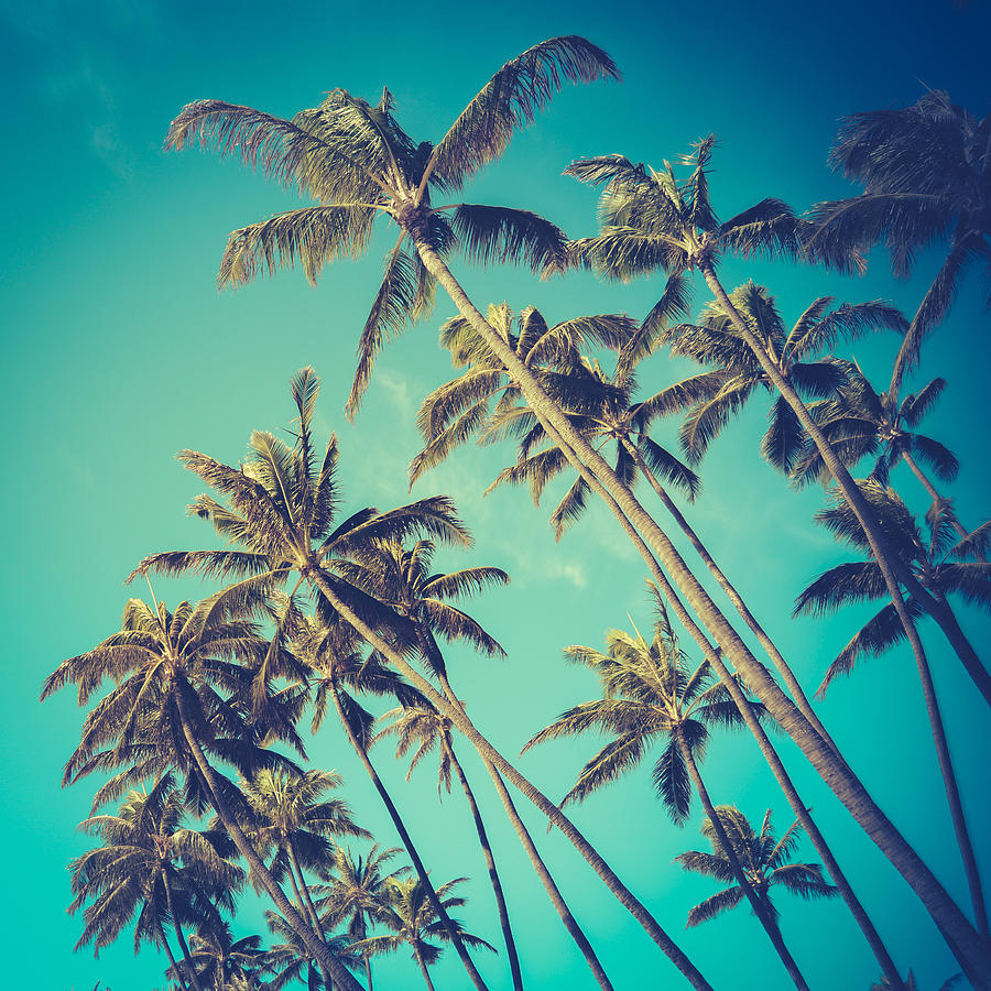 Palm Trees In Hawaii Photograph by Mr Doomits - Fine Art America