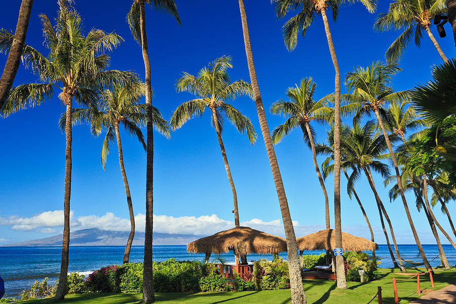 Summer Photograph - Palm trees in Hawaii with cabana  by Nature  Photographer