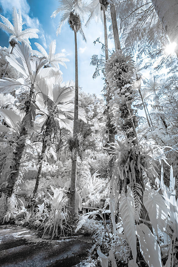 Palm Trees in Infrared Photograph by Jason Chu