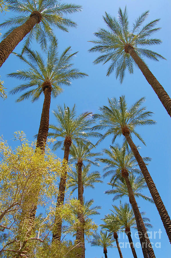 Palm Trees in Las Vegas Photograph by Debra Thompson
