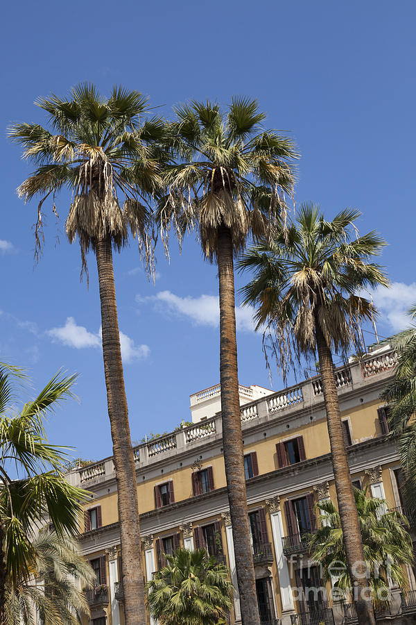 palm trees in Placa Reial off La Rambla Barcelona Photograph by Peter Noyce