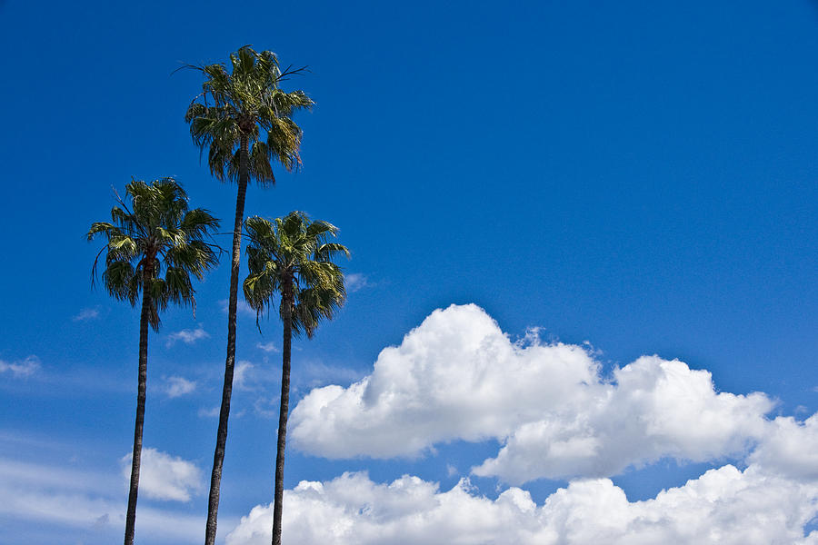 Palm Trees in San Diego California No. 1654 Photograph by Randall Nyhof