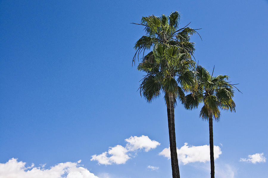 Palm Trees in San Diego California No. 1659 Photograph by Randall Nyhof