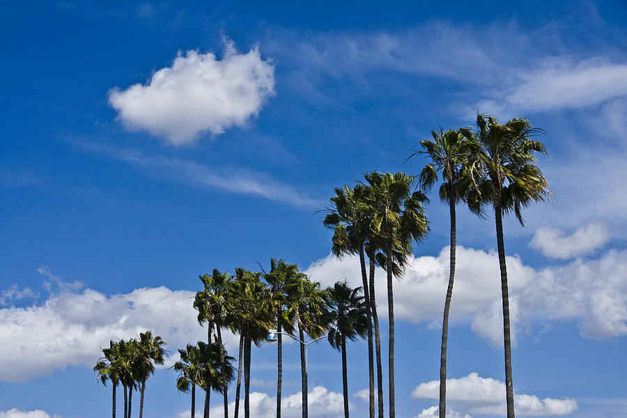 Palm Trees in San Diego California No. 1661 Photograph by Randall Nyhof