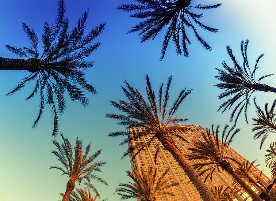 Palm Trees In San Diego Downtown Photograph by Moreiso