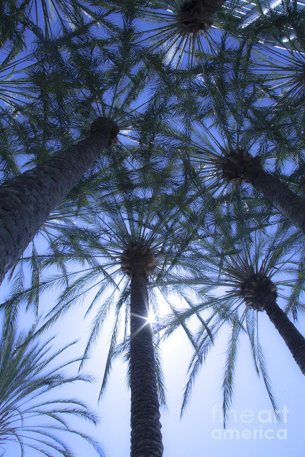 Palm Trees in The Sun Photograph by Jerry Cowart
