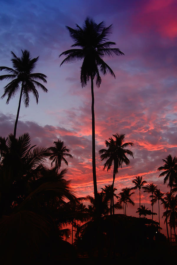 Palm trees in the sunset on the Caribbean Photograph by Elemer Sagi