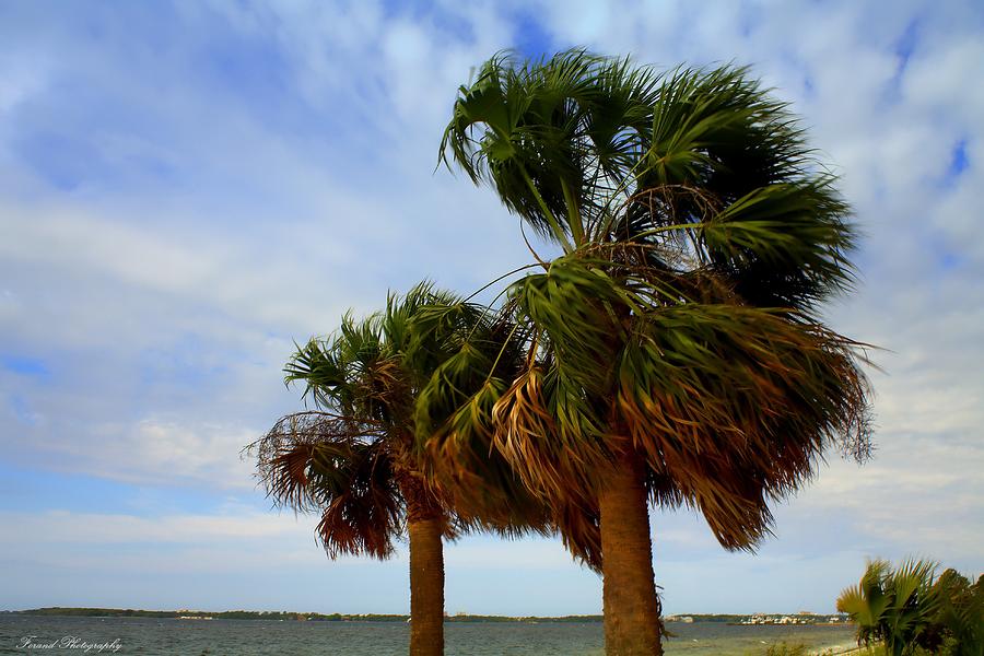 Palm Trees In The Wind Photograph by Debra Forand