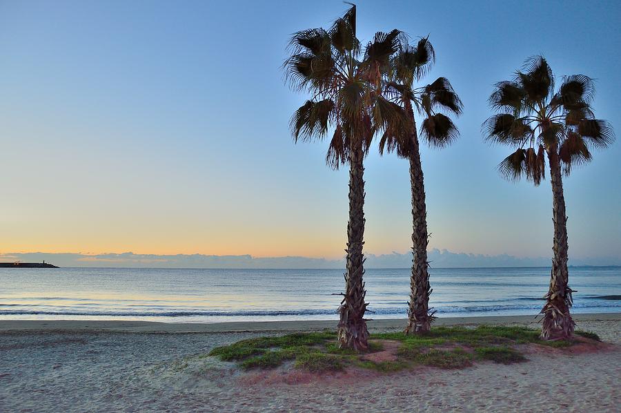 Palm Trees Photograph By Javier Romero - Fine Art America