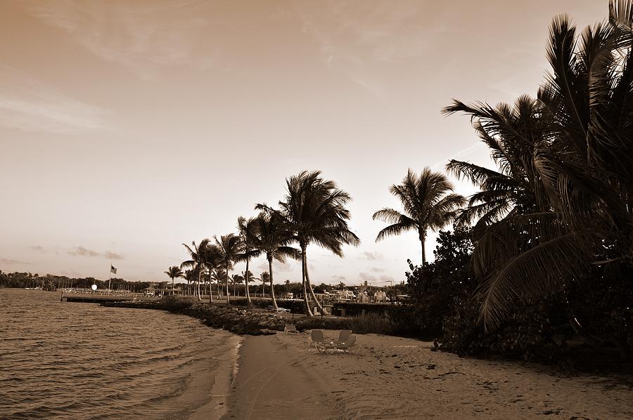 Palm Tree Photograph - Palm Trees Jensen Beach by Cyndi Lenz