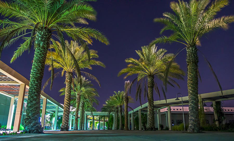 Palm Trees Photograph by Lik Batonboot Fine Art America