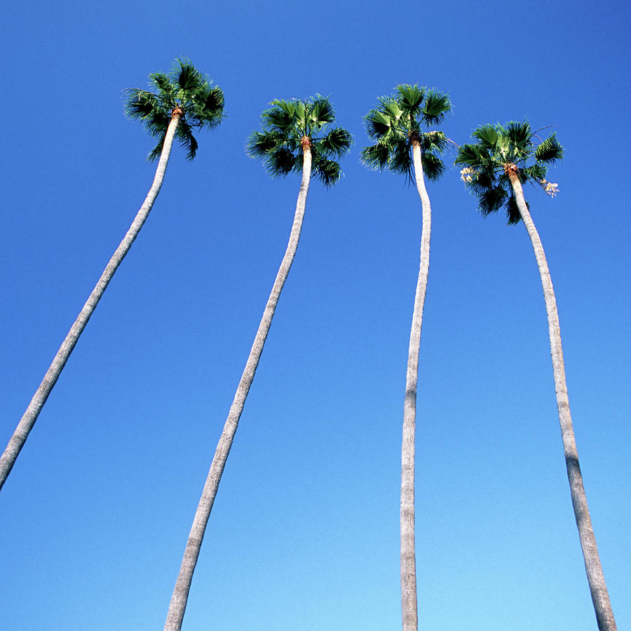 Palm Trees Lining Hollywood Boulevard Photograph by Hisham Ibrahim