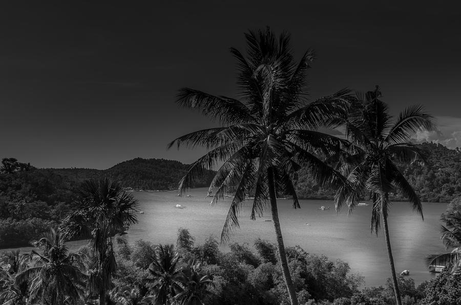 Palm Trees Looking Over Puerto Galera Bay - Philippines Photograph