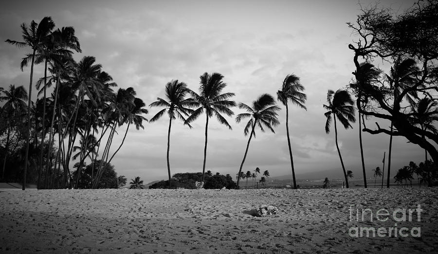 Palm Trees Maui Hawaii Photograph by Edward Fielding