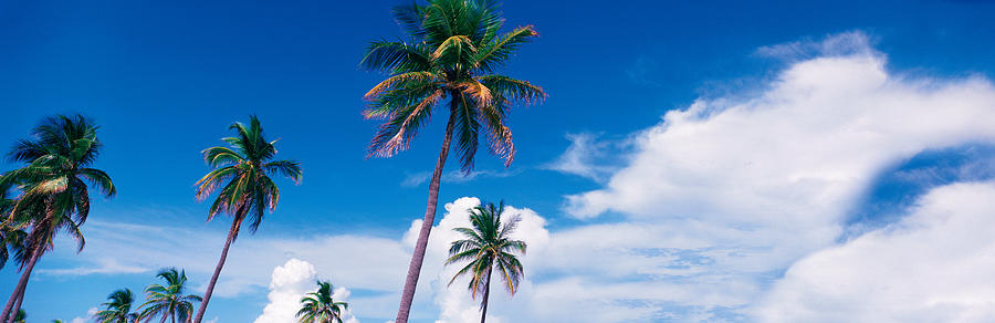 Palm Trees Miami Fl Usa Photograph by Panoramic Images