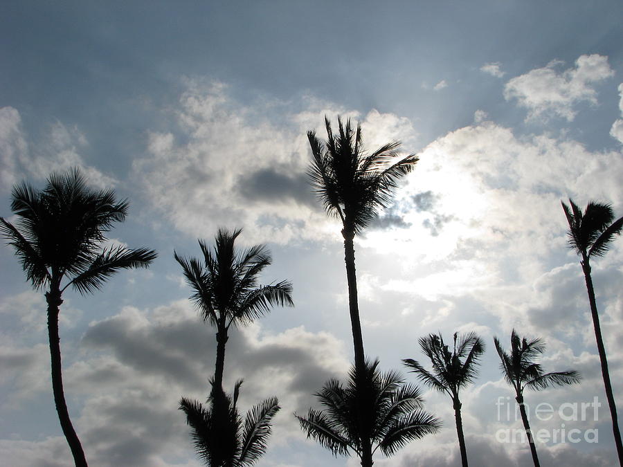 Palm Trees Photograph by Michael Krek