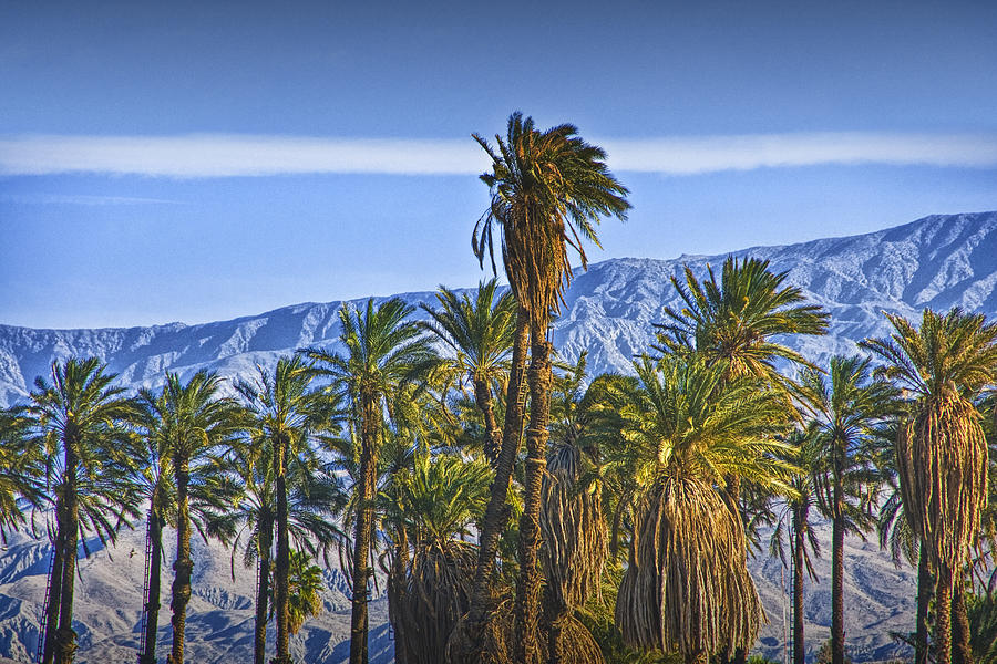 Palm Trees Near Palm Springs California No. 1373 Photograph