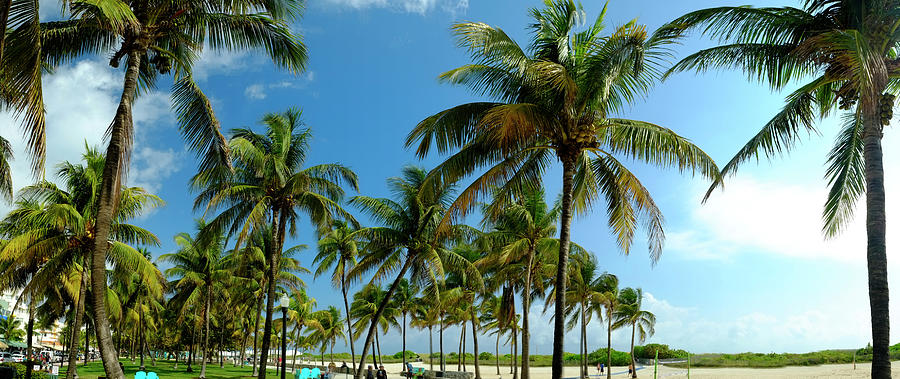 Palm Trees, Ocean Drive, South Beech Photograph by Travelpix Ltd