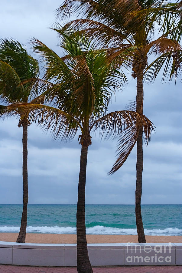 Palm Trees On A Cloudy Windy Warm Beach Photograph by Barbara McMahon