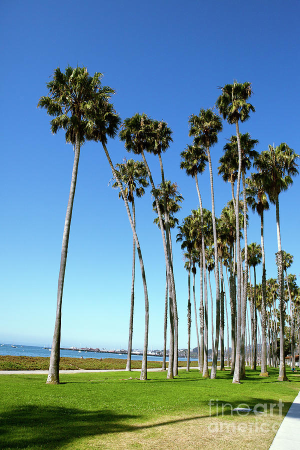 Palm Trees On Beach In Santa Barbara Photograph by Geri Lavrov