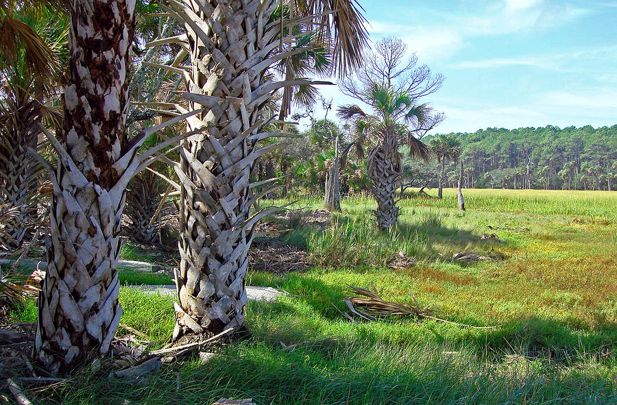 Palm Trees on Hunting Island Photograph by Ellen Tully