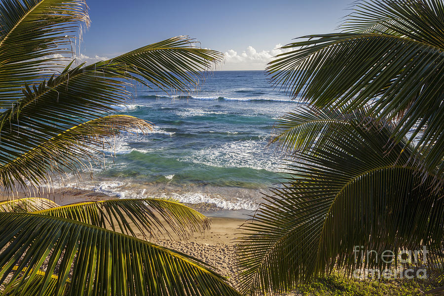 Palm Trees on Isabel Beach in Puerto Rico Photograph by Bryan Mullennix