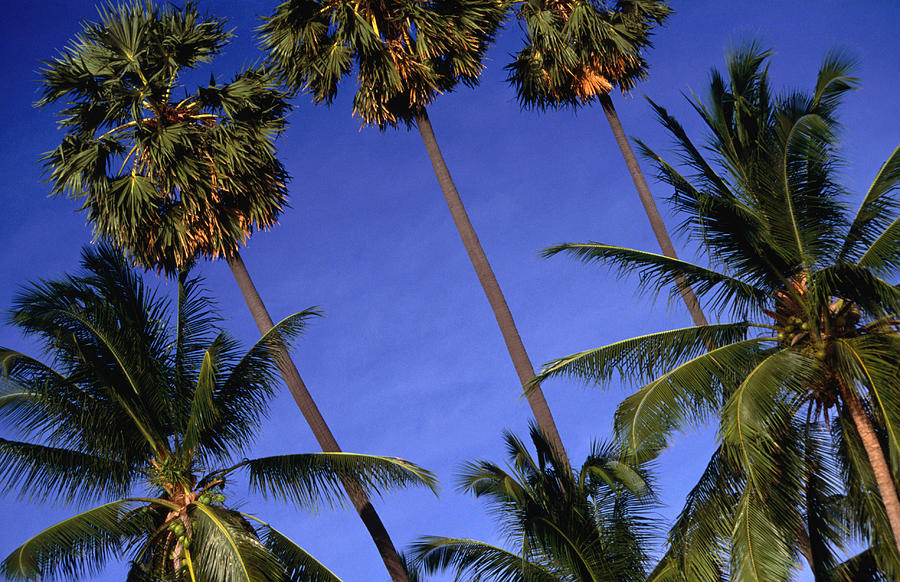 Palm Trees On Ko Samui Photograph by Dallas Stribley