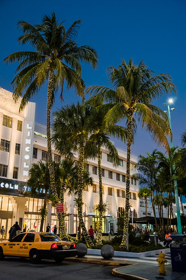 Palm Trees on Lincoln Road Photograph by Alan Marlowe
