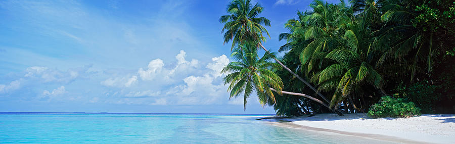 Palm Trees On The Beach, Fihalhohi Photograph by Panoramic Images