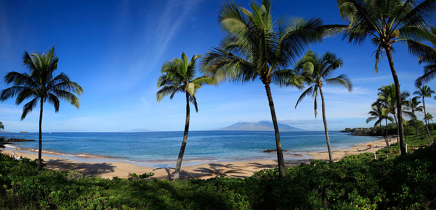 Palm Trees On The Beach, Maui, Hawaii Photograph by Panoramic Images ...