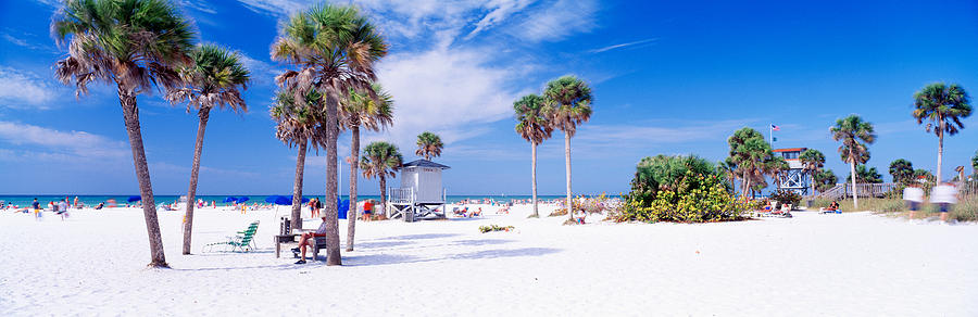 Nature Photograph - Palm Trees On The Beach, Siesta Key by Panoramic Images