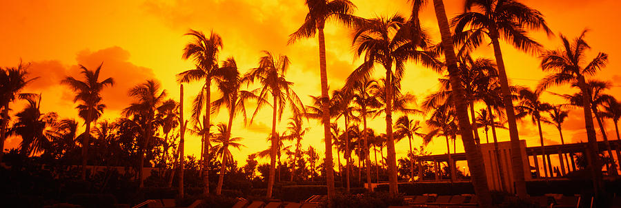 Palm Trees On The Beach, The Setai Photograph by Panoramic Images