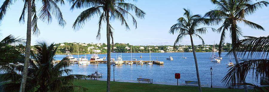 Palm Trees On The Coast, Barrs Bay Photograph by Panoramic Images