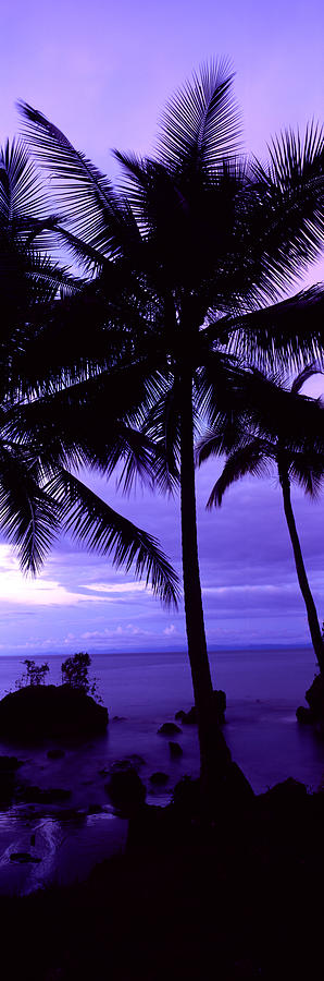 Palm Trees On The Coast, Colombia Photograph by Panoramic Images