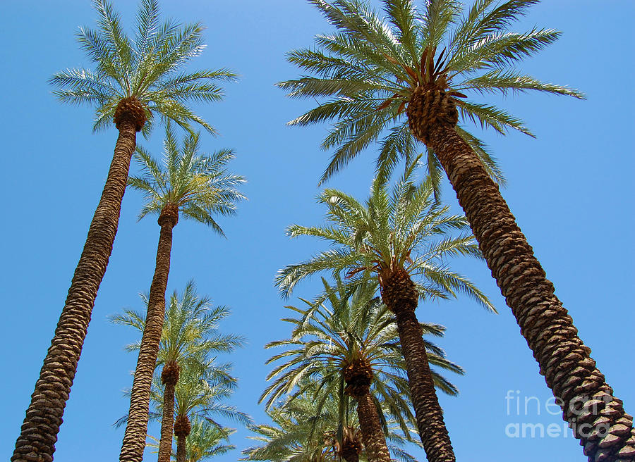 Palm Trees on The Strip Photograph by Debra Thompson