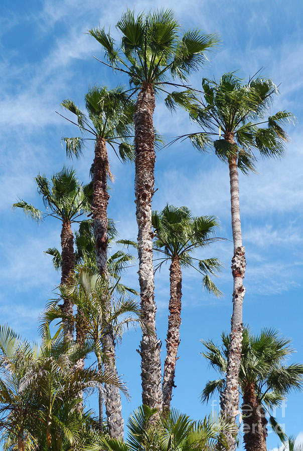 Palm Trees Photograph by Phil Banks
