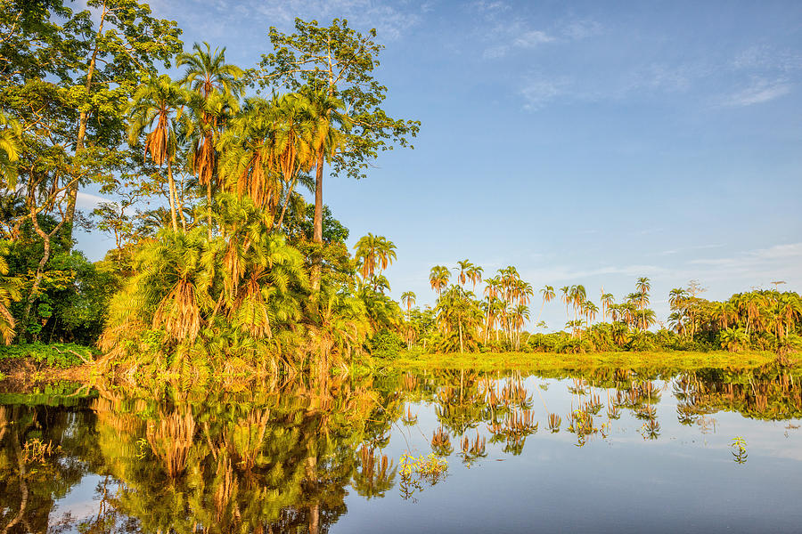 Palm Trees Reflection, Odzala, Congo Photograph by James Steinberg