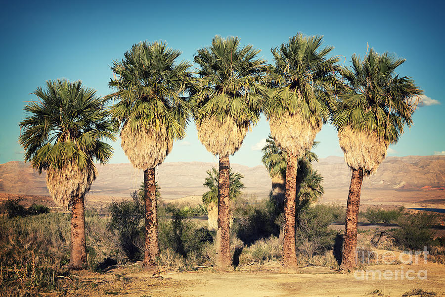 Palm trees retro Photograph by Jane Rix