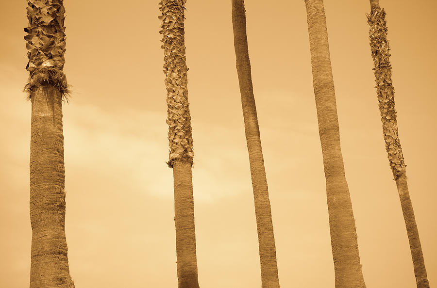 Palm Trees Photograph by Rob Atkins