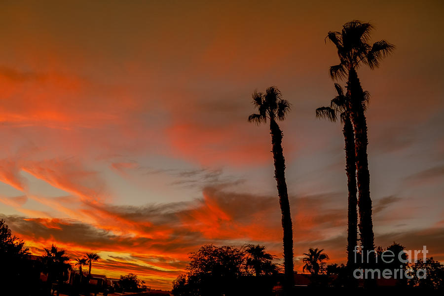 Palm Trees Silhouette Sunset Photograph by Robert Bales - Fine Art America