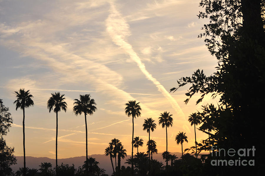 Palm Trees Silhouetted Against Morning Sunrise Photograph by Jay Milo