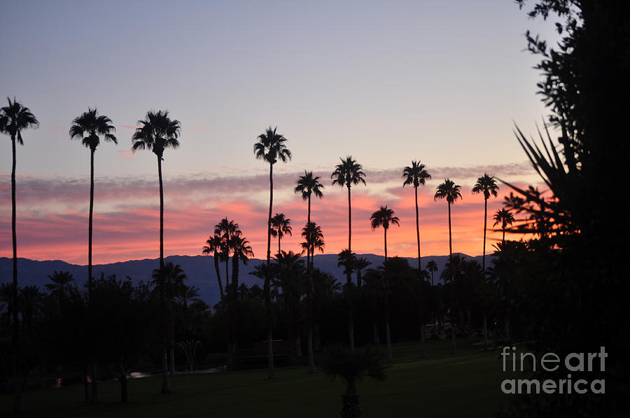 Palm Trees Silhouetted Against Natures Coloring Book Photograph by Jay Milo