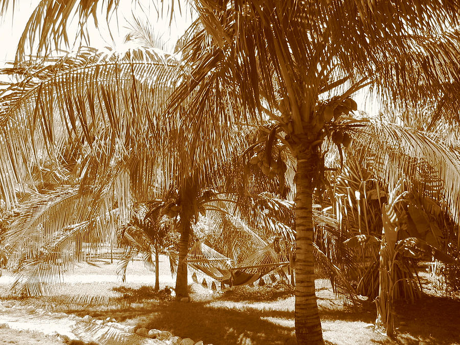Landscape Photograph - Palm Trees  by Stephanie  Kriza