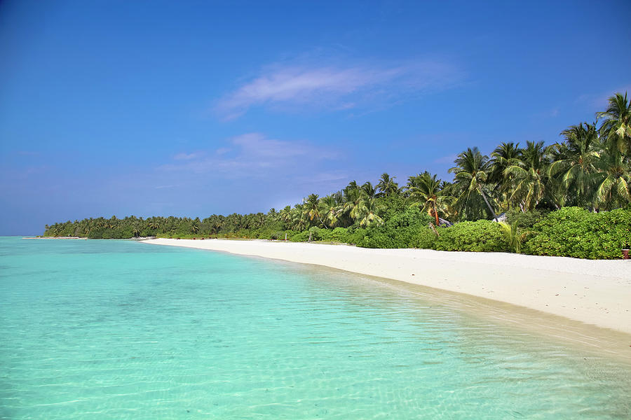 Palm Trees, White Sand And Turquoise by Mohamed Abdulla Shafeeg