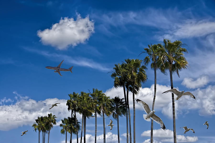 Palm Trees with Jet Airliner and Gulls Photograph by Randall Nyhof