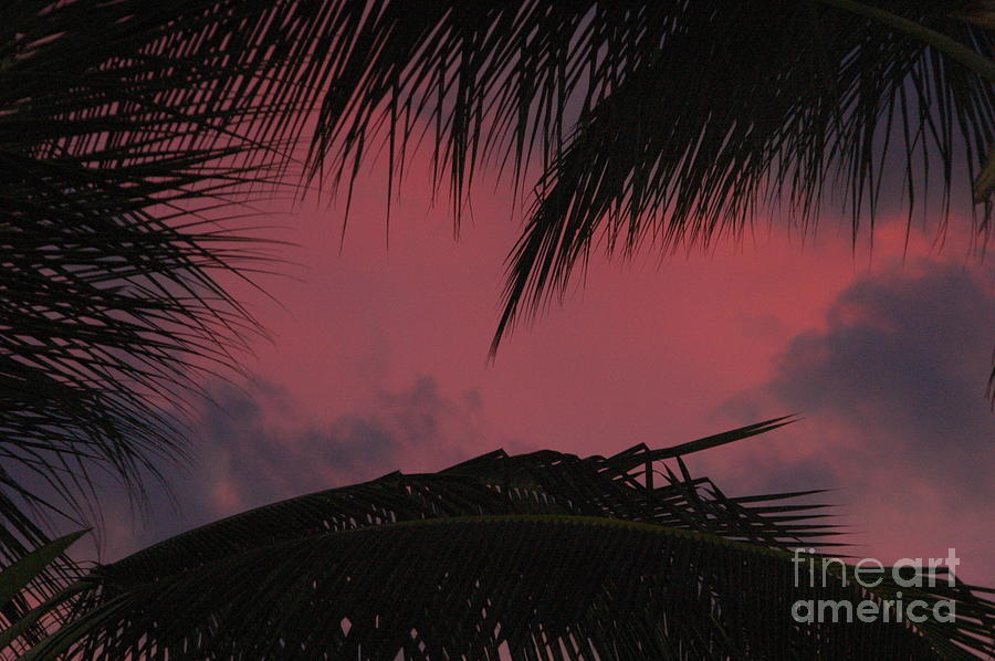 Sunset Photograph - Palm Trees with Pink Clouds by Mark Thompson