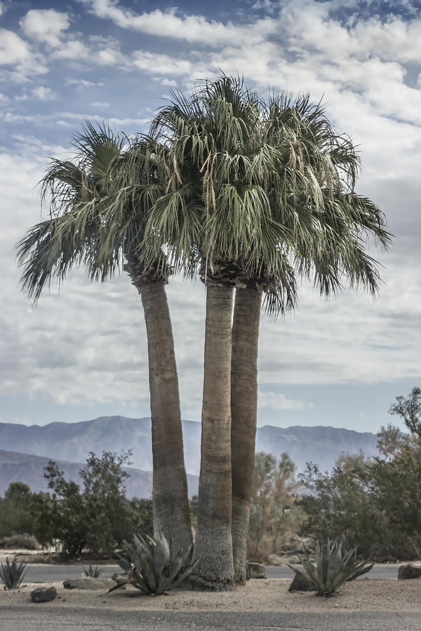 Palm Triplets Digital Art by Photographic Art by Russel Ray Photos