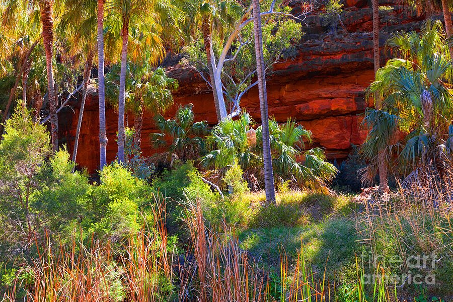 Palm Valley Central Australia  Photograph by Bill  Robinson